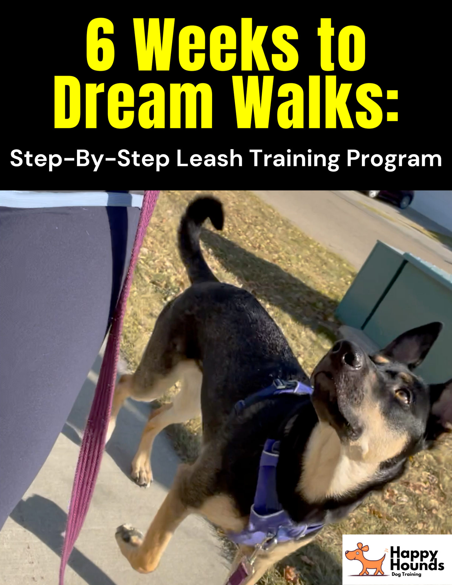 6 Weeks to Dream Walks: Step-By-Step Leash Training Program (DIGITAL VERSION)